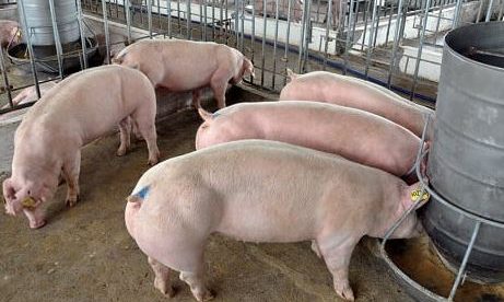 NHỮNG ĐIỀU CẦN BIẾT KHI NUÔI HEO NÁI