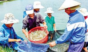 combo sản phẩm nuôi tôm
