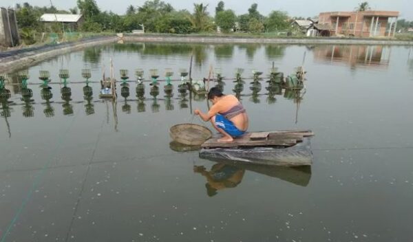 KINH NGHIỆM VỀ NUÔI TÔM