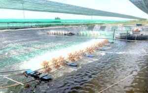 Ao nuôi thuận lợi cho tôm phát triển