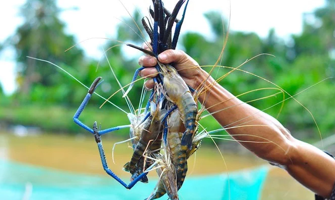 siêu vỗ béo tôm vii farm