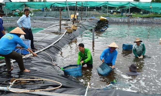 Tăng trưởng tôm