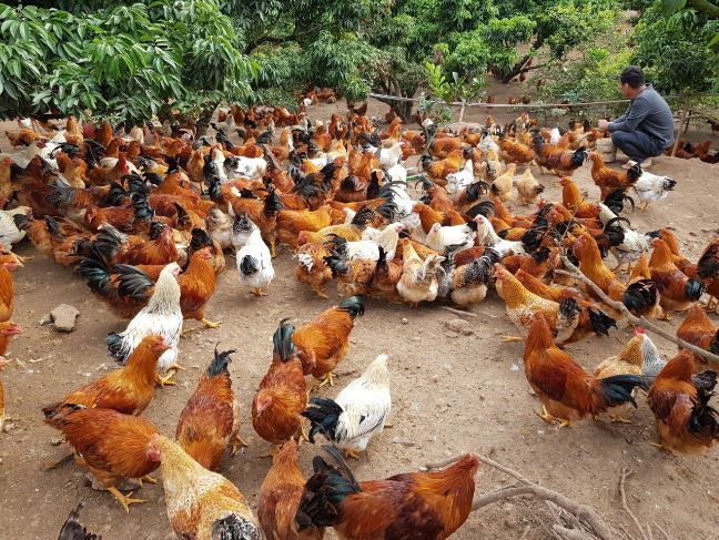 Gải độc gan thận gia cầm