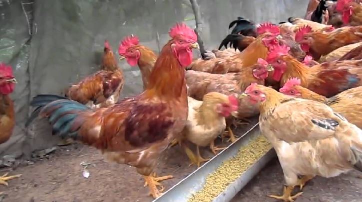 Men tiêu hoá gia cầm VII FARM