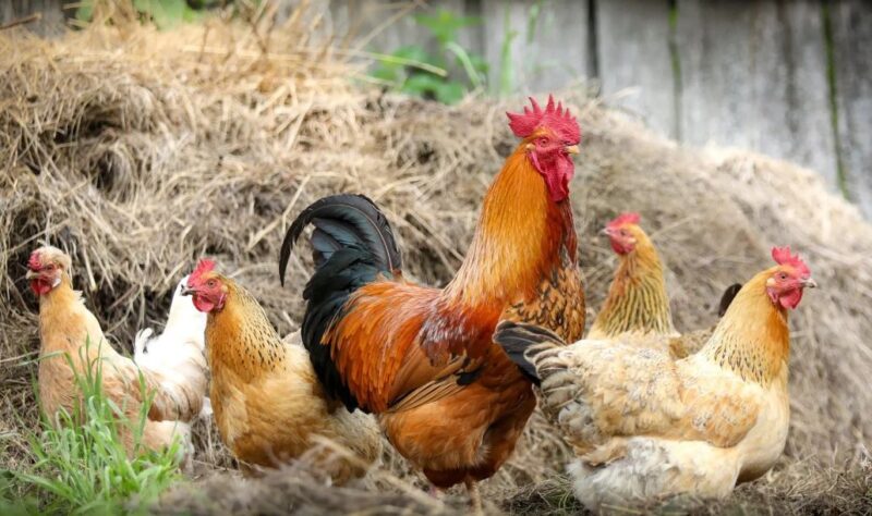 Vỗ béo gia cầm VII FARM