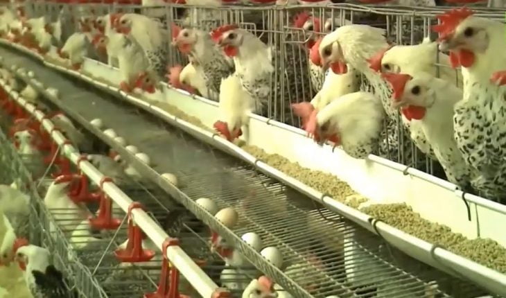 Kích trứng gia cầm VII FARM