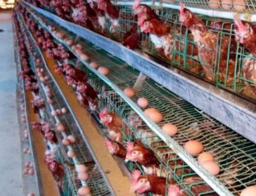 CHĂM SÓC GÀ ĐẺ HIỆU QUẢ CÙNG COMBO SIÊU TRỨNG VII FARM