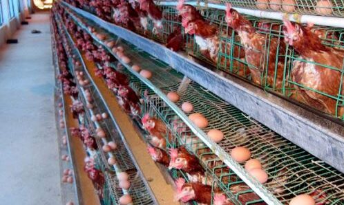CHĂM SÓC GÀ ĐẺ HIỆU QUẢ CÙNG COMBO SIÊU TRỨNG VII FARM