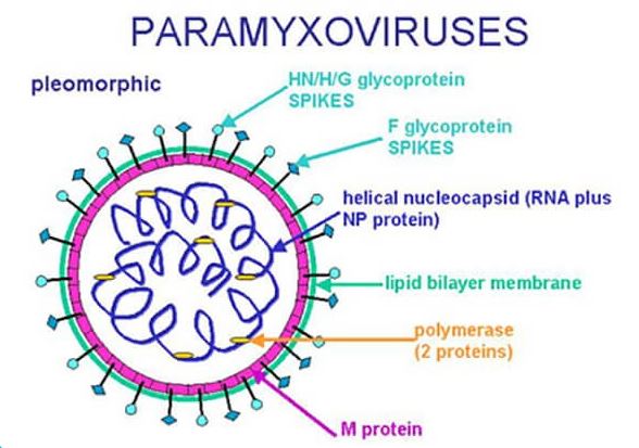 Virus gây bệnh Newcastle