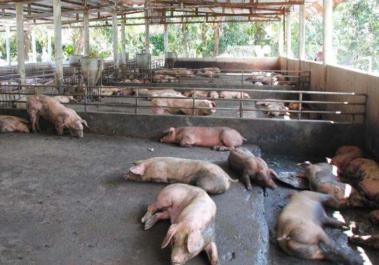 Xây dựng chuồng lợn