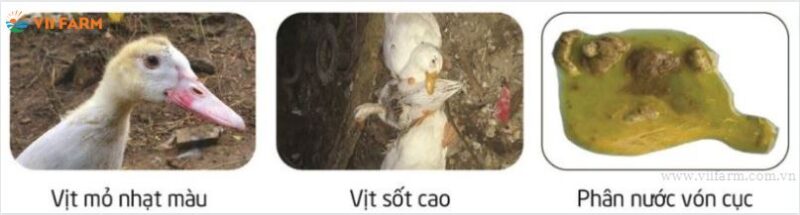 Biểu hiện của bệnh đầu đen ở ngan, vịt