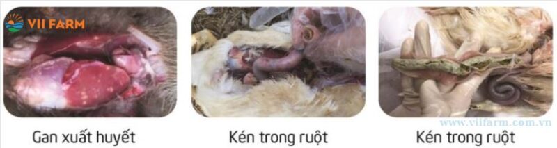 Bệnh tích của bệnh đầu đen ở ngan, vịt