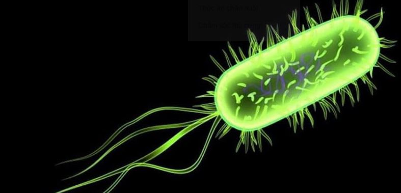 E.coli trên gà