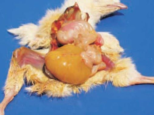 E.coli trên gà