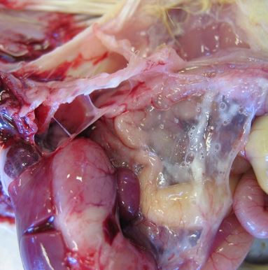 E coli trên gà