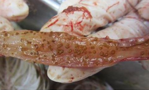 E coli trên gà