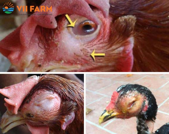 Triệu chứng của bệnh sưng phù đầu (Coryza)