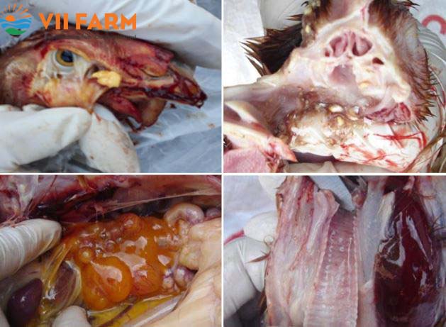 Bệnh tích sưng phù đầu gà (Coryza)