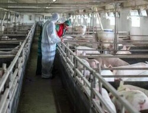 THƯƠNG HIỆU VIIFARM CÙNG CÁC TRANG TRẠI NÂNG CAO NĂNG SUẤT