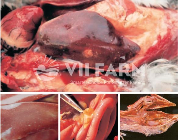 Bệnh tích của tụ huyết trùng gia cầm