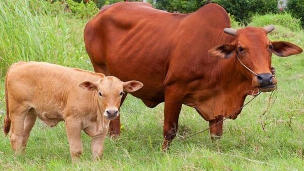 chăm sóc bò con mới đẻ