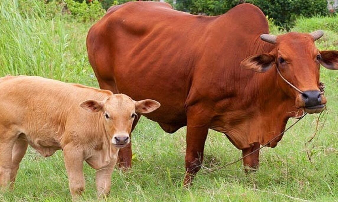 chăm sóc bò con mới đẻ