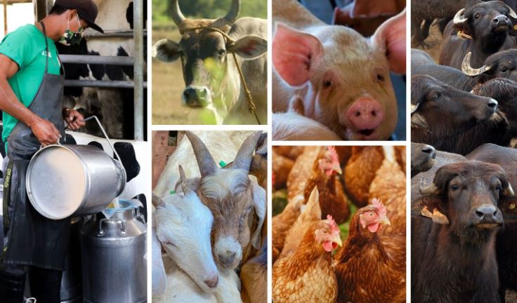 VIIFARM mở rộng thị trường trên toàn thế giới