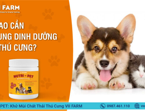 BỔ SUNG DINH DƯỠNG CHO THÚ CƯNG CẦN GÌ?