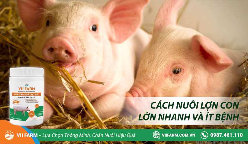CÁCH NUÔI LỢN CON LỚN NHANH VÀ ÍT BỆNH