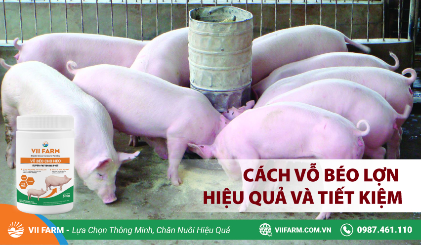 CÁCH VỖ BÉO LỢN HIỆU QUẢ VÀ TIẾT KIỆM