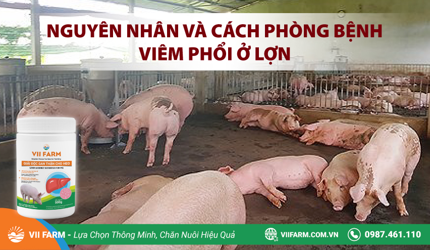 NGUYÊN NHÂN VÀ CÁCH PHÒNG VIÊM PHỔI LỢN