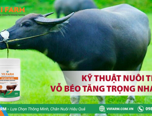 KỸ THUẬT NUÔI TRÂU TĂNG TRỌNG NHANH
