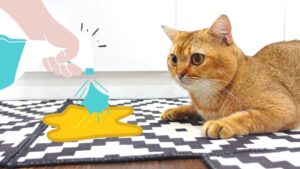 khử mùi hôi nước tiểu chó mèo, hướng dẫn khử mùi hôi chó mèo, km-pet, vii farm