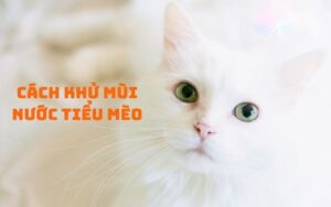 khử mùi hôi nước tiểu chó mèo, hướng dẫn khử mùi hôi chó mèo, km-pet, vii farm