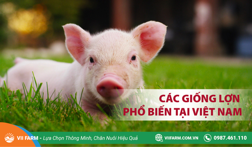 CÁC GIỐNG LỢN PHỔ BIẾN TẠI VIỆT NAM
