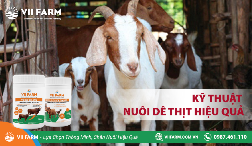 KỸ THUẬT NUÔI DÊ THỊT HIỆU QUẢ