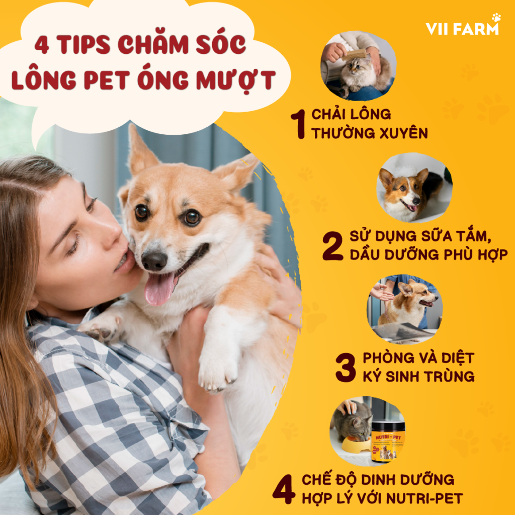 4 TIPS CHĂM SÓC LÔNG PET ÓNG MƯỢT